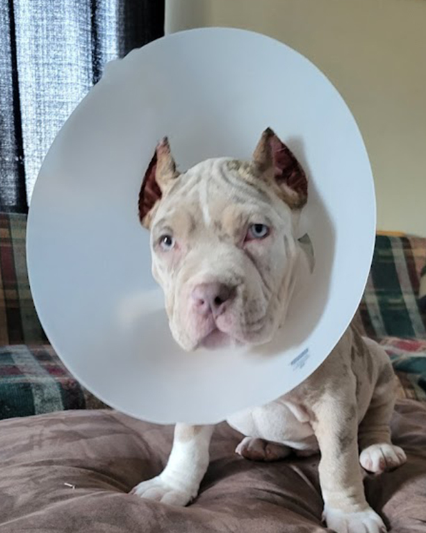 a dog with a cone collar sitting on a plaid couch cushion