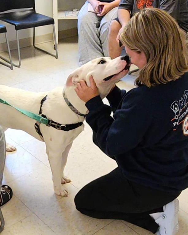 a person kneeling interacts with a white dog