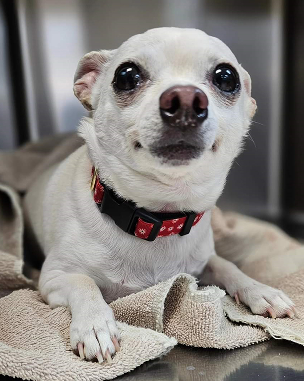 a dog with a red and black collar sitting on a blanket