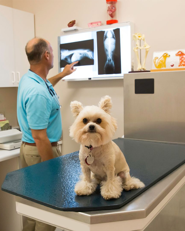 a vet examining x-rays while a dog sits on an exam table