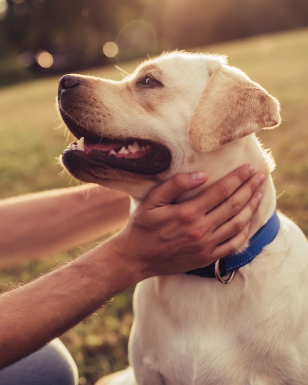 A person affectionately petting a dog on the grass