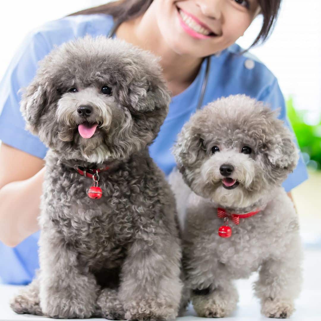 A vet staff behind two dogs on a table